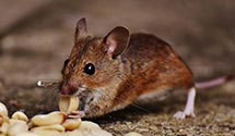 24 Hour & Emergency Exterminators in Louellen, KY